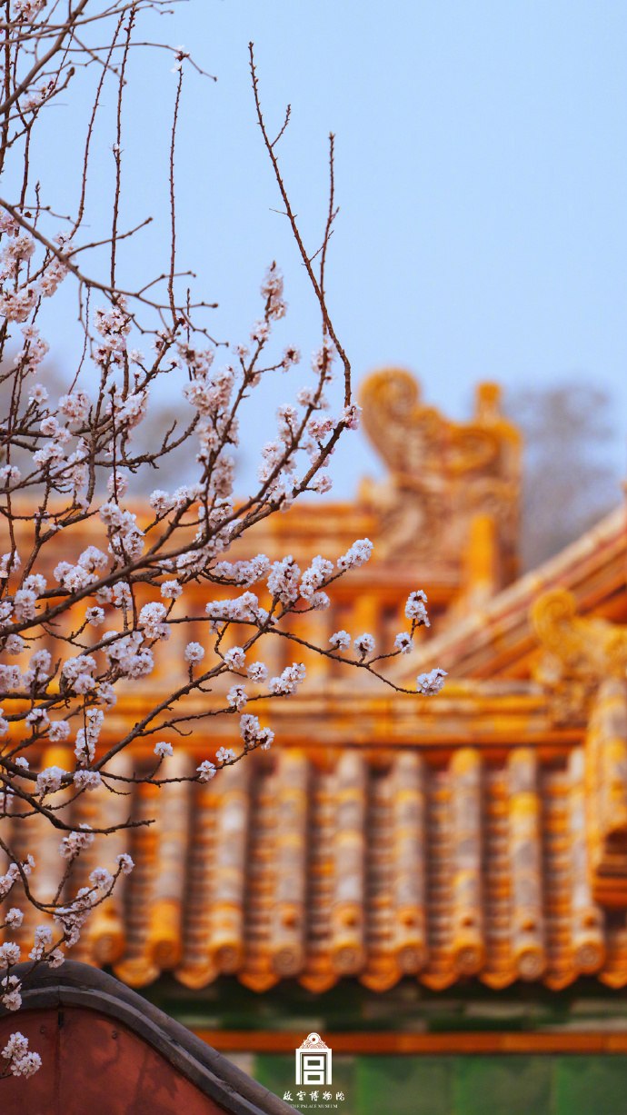 Spring blossoms in front of golden palace rooftops